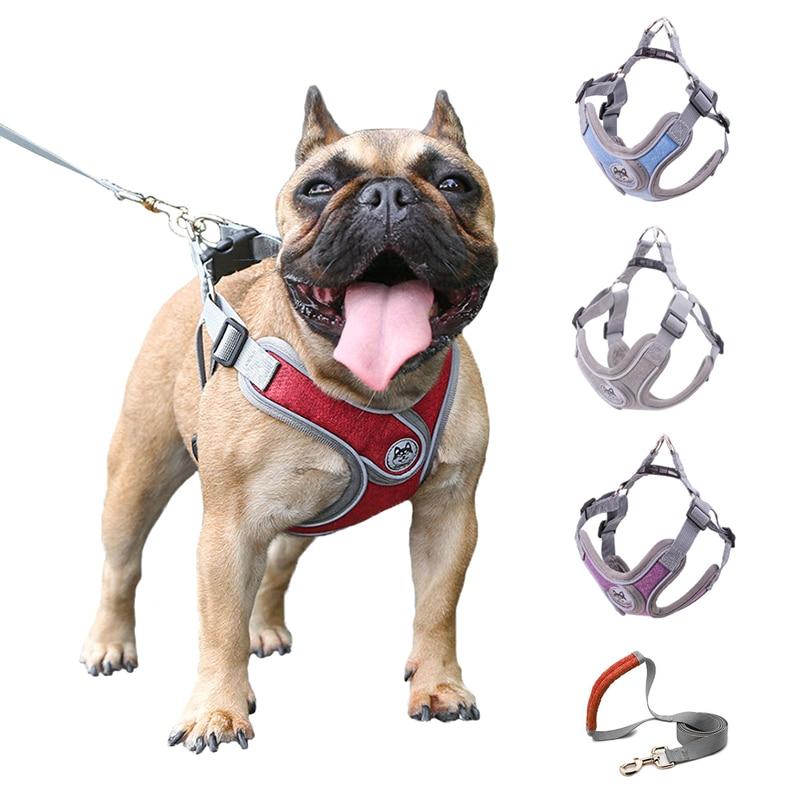 Small and medium sized PET strap collar traction rope - Paws R US